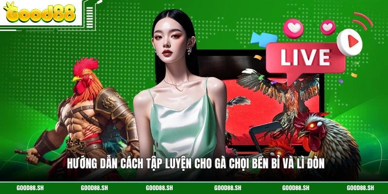 Hướng dẫn cách tập luyện cho gà chọi bền bỉ và lì đòn
