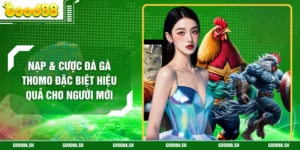 Nạp & Cược Đá Gà Thomo Đặc Biệt Hiệu Quả Cho Người Mới