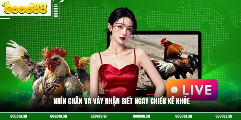 Nhìn chân và vảy nhận biết ngay chiến kê khỏe